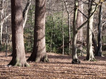 Trees in forest