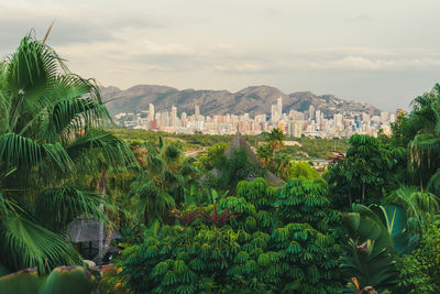 Plants and trees in city against sky