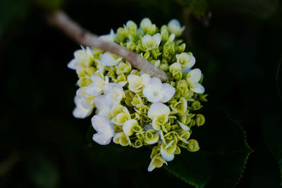 Close-up of white flowering plant