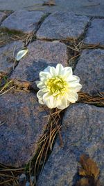 High angle view of white flowering plant on rock