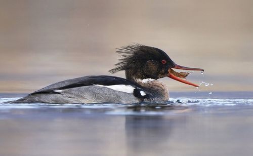 Duck swimming in lake