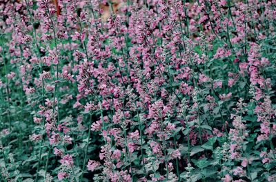 Full frame shot of pink flowering plants