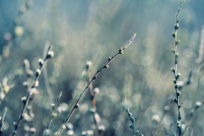 Close-up of wet plant on field