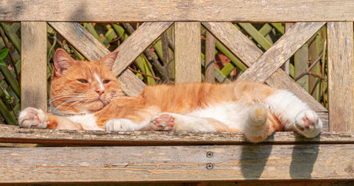 Large ginger male tomcat cat tabby orange and white striped asleep in sunshine on garden bench
