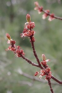 Close-up of red flowering plant