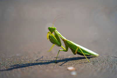 Close-up of insect on leaf