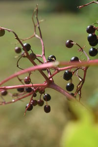 Close-up of berries on branch