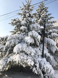 Low angle view of snow covered plants against sky