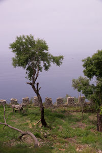 Tree on field against sky