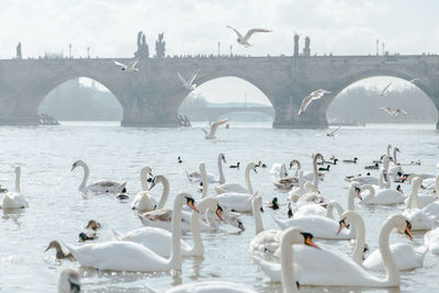 View of birds in sea