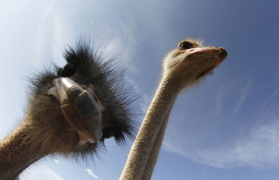 Low angle view of an animal