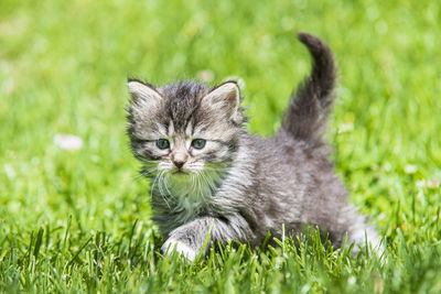 Portrait of cute kitten in grass