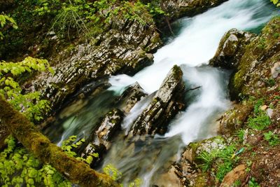 Scenic view of stream flowing through trees