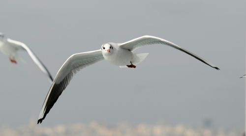 Low angle view of birds flying over white background