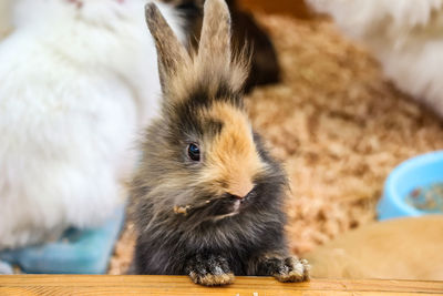 Close-up of an animal on table