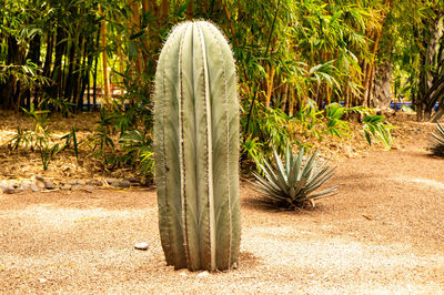 Cactus growing on field