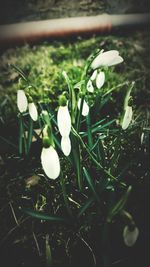 Close-up of white flower growing in field