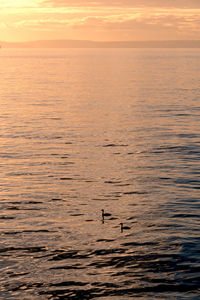 Water birds at sunset on elliott bay.