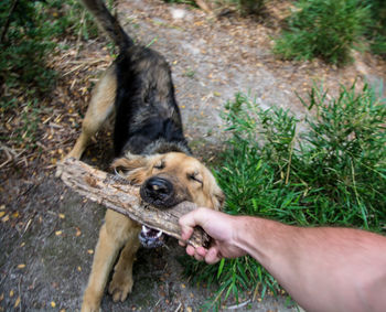 Midsection of person holding dog