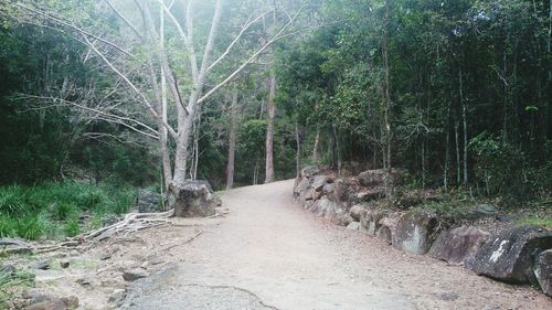 Empty road along trees in forest