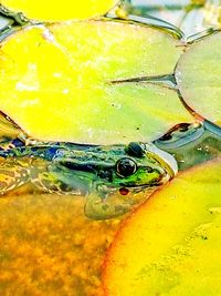 Close-up of frog swimming in lake