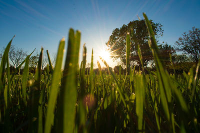 View of blades of grass in field against sky