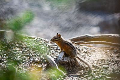 Side view of squirrel on water