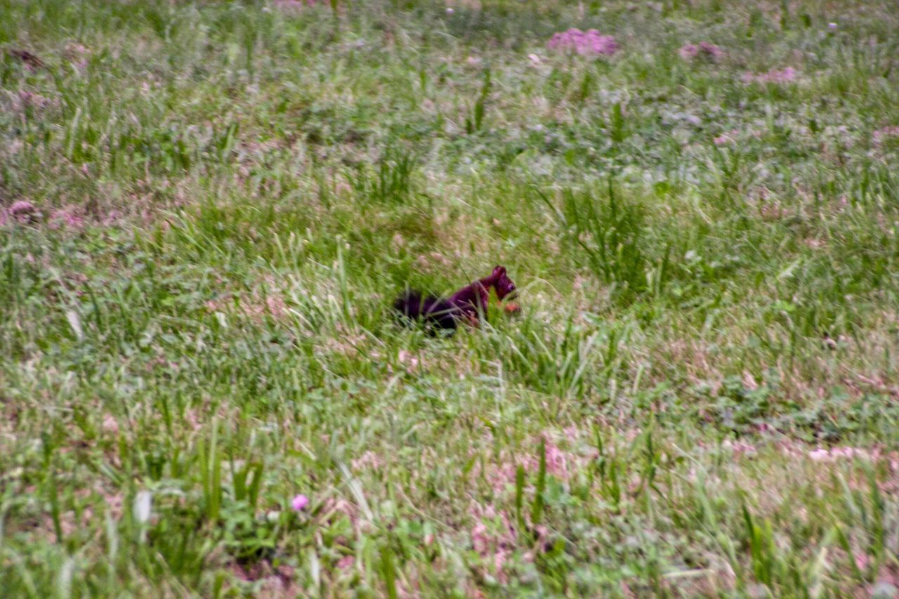 SMALL BIRD ON A FIELD