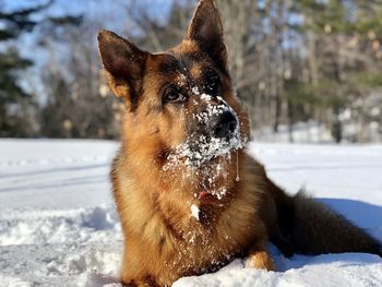 Close-up of dog looking away