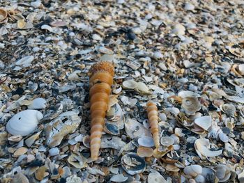 High angle view of shell on beach