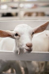 Close-up of goat