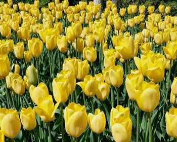 Close-up of yellow tulips