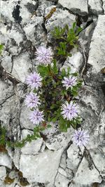 High angle view of purple flowering plants on rock