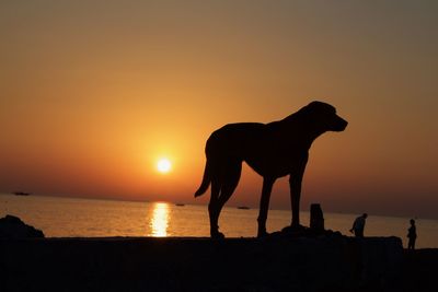 Silhouette horse standing on beach against sky during sunset