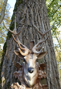 Low angle view of deer on tree trunk