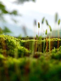 Close-up of plants growing on field