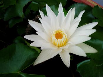 Close-up of white water lily