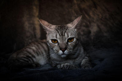 Close-up portrait of tabby cat