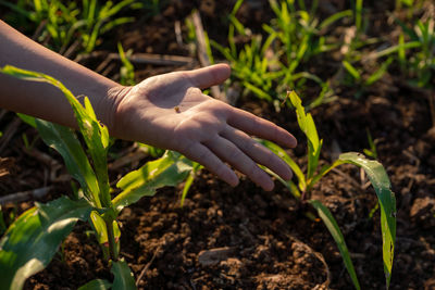 Close-up of hand holding plant in field