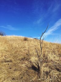 Scenic view of landscape against blue sky