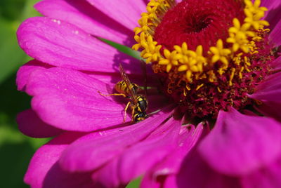 Close-up of insect on pink flower