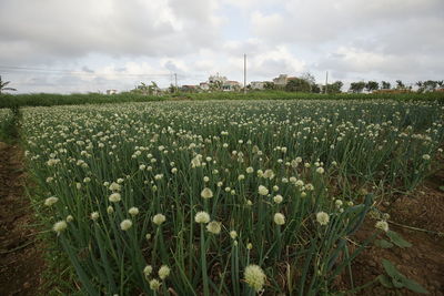 Allium on field against sky