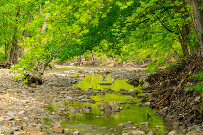 View of lake in forest