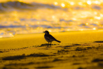 Bird perching on a beach