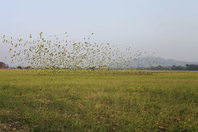 Birds flying over field against clear sky