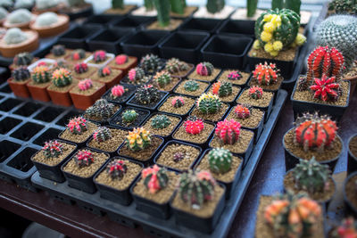 High angle view of potted plants in greenhouse