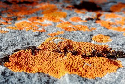 Close-up of lichen on rock
