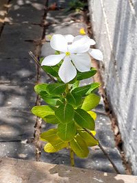 High angle view of white flowering plant