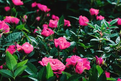 Close-up of pink flowering plants