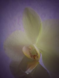 Close-up of flower against blurred background